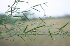 Fagonia indica